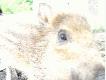 dziki
Ciekaw� hodowl�  znalaz�em w jednej  z wiosek niedaleko pewnego kompleksu le�nego.
Wiem z pewnych �r�de�, �e dziki zosta�y ju� uwolnione.
