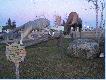 Scenka w Hearst - wilki poluj�ce na �osie