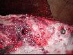 Dla widz�w o mocnych nerwach jak bed� protesty albo  zdj�cie bedzie mia�o szns�  na zdj�cie miesi�ca to usun� :)