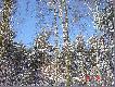 Zima w �owiskach WK� GRANDEL w Pile
W sobot� 10.02.2007 udalismy si� na sprawdzenie urz�dze� �owieckich w sektorach, kt�re mamy pod opiek�. Jak wida� pogoda dopisa�a a i pracy by�o sporo. Darz B�r:)))