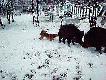 W dziczej zagrodzie
Kilka klatek z filmu pokazuj�cego prac� �ajek Zachodnio-Syberyjskich na 200-tu kilowych ody�cach. Ruda suczka 15 m-cy import z Ukrainy Szary pies 8 m-cy ( pierwszy kontakt ze zwierzem ) Matka i Ojciec spod Murma�ska.