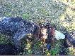 Ba�anty i moja suka
Moja suka Bora jest niez�ym towarzyszem polowa�, dobrze wystawia ptaki,aportuje,idzie po farbie i nie�le mnie roz�miesza �api�c dziwne figury podczas snu po polowaniach. 