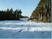 Zr�b, ju� przygotowany do wiosennego odnowienia