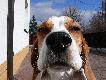 i kud�ate i �aciate......
Terier irlandzki, foksterier, jagterier, wy�e� niemiecki szorstkow�osy, beagle, moi wierni przyjaciele. Ka�dy, od naj, naj, naj, terierki irlandzkiej, poprzez wy��a, kt�ry wiernie trwa� u boku przez 14 lat, do dorastaj�cej, dopiero, suczki beagle, staje si� pe�noprawnym cz�onkiem rodziny i nic w tym chyba nadzwyczajnego.    