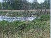 Jezioro ��gowskie i ptasia kolonia.