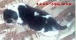 syn Diora - byc mo�e nast�pca
urodzony na pocz�tku marca.  Ma na imi� Exclusive Happy  Chance