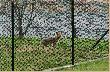 Mi�e spotkanie:)
Takie oto mile spotkanko mia�em z lisiur� okolo godziny 15:10. Oby wiecej bylo takich typu spotka� :)