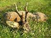 Polowanie dewizowe na rogacze 2006 r.

