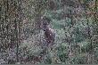 Kozio�ek
