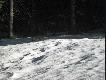 Lis w Tatrach
Kwietniowa g�rska wyprawa zaowocowa�a nieoczekiwanym spotkaniem, i to ponad 1500 m n.p.m :)