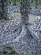 Jest takie miejsce w lesie gdzie dziki bywaj� cz�sto 