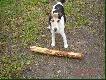 I zn�w praca:))
Kolejny pracowity weekend my�liwych z WK� nr 42 GRANDEL:))Niestety zdj�cia ukazuj� tyko zbi�rk� przed pracami. Cz�� my�liwych pojecha�a odstrasza� dziki z rzepaku, kt�ry znajduje si� w s�siedztwie ziemniak�w.Kolejna czw�rka pojecha�a stawia� ambon�, natomiast dw�ch my�liwych zosta�o na miejscu i robili porz�dek na i wok� terenu domku my�liwskiego.
