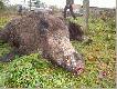 dzi�ki niemu psy nauczy�y sie fruwa�