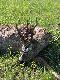 wielotykowiec
Interesuj�cy wielotykowiec strzelony przez podprowadzonego przeze mnie my�liwego z Hiszpanii w dniu 12.05.br.  podczas porannego podchodu. Waga trofeum - 395 gram�w netto. (Ko�o �ow. nr 22 w Che�mie)