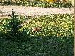 Z mojego okna
Tu b�d� zamieszcza� zdj�cia zrobione z okna mojego domu. Trofea wkr�tce.