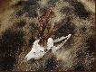 starszy od w�gla
Rogacza tego obserwowa�em  w marcu ju� w scypule wida� by�o �e ma nietypowe poro�e godne uwagi. 18 maja pojecha�em w rejon bytowania tego rogacza z�apa�em dobry wiatr i pocichutku opolowywa�em teren.Dojrza�em go z odleg�o�ci 300 metr�w �eruj�cego w lasku brzozowym-m�ode samosiejki. Podch�d trwa� p� godziny a rogacz da� si� podej�� na 120 krok�w - bu� niezwykle czujny. Kula cal. 223 Rem. SAKO pos�a�a go na wiecznie zielone pastwisko. �a�uje tylko �e zapomnia�em wzi�� aparat dlatego te� pokazuje samo trofeum.Waga trofeum 530 gram a tuszy 18 kg.Wiek rogacza oceniam na 10 lat