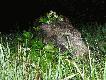 DZIK
Nic nadzwyczajnego,ale to m�j pierwszy ody�czyk w tym sezonie.Hubert by� �askawy 23 maja br. o 22:45.