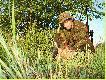 z pocz�tku my�la�em �e to koza tu� przed strza�em rogacz po�o�y� si� w wysokiej trawie i za nic w �wiecie nie chcia� si� podnie�� musia�em nie�le si� nachrz�ka� aby si� podni�s�