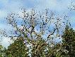 KEISER EICHE D�b Cesarski - na skrzy�owaniu pi�ciu dr�g ko�o wsi Wilan�w