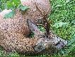 WIOSENNY-�SMAK
PIERWSZY RAZ TEGO KOZ�A SPOTKA�EM 25 03 07 BY�JU� KOZ�EM WYTARTYM I WYDAWA�O MI SIE �E JEST �SMAKIEM  W WIEKU OK 6-7 LAT DWA WYJ�CIA W MAJU NIE DA�Y EFEKTU AZ WRESCIE SPOTKA�EM GO  31 05 07 NA ��KACH W LESIE  O GODZ 5 OO  KILKU MINUTOWA OBSERWACJA UPEWNI�A MNIE �E JEST TO �SMAK KT�REGO SPOTKA�EM W MARCU  W WIEKO OK 5-6 LAT STRZA� NA ODL  OK 70 M  KOMOROWY  SERCE PRZESTRZELONE  UCIECZKA OK 20 M            I TAK ZDOBY�EM CIEKAWEGO KOZ�A  PZDR DB