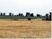 Fotki z polowa�
wielkopolskie klimaty