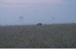 Jele� byk,kt�rego spotkali�my z Kud�atym.
