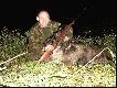 jest to m�j drugi �aciaty dzik, widzia�em go raz w zesz�ym roku , jak by� warchlakiem