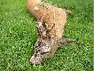 nast�pny w tym sezonie ... ;)
po d�ugim podchodzeniu, strzeli�em go z 8 m ;) Ps - wra�enie niesamowite !!!