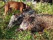 z polowania wraca�em uradowany pe�en wra�e� i my�liwskich prze�y�